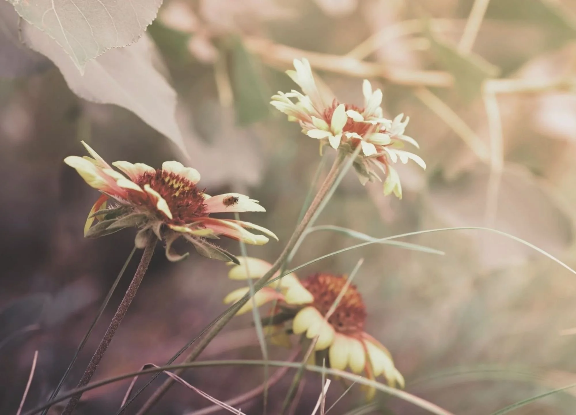 Can I have a healthy relationship when I have unhealed trauma?