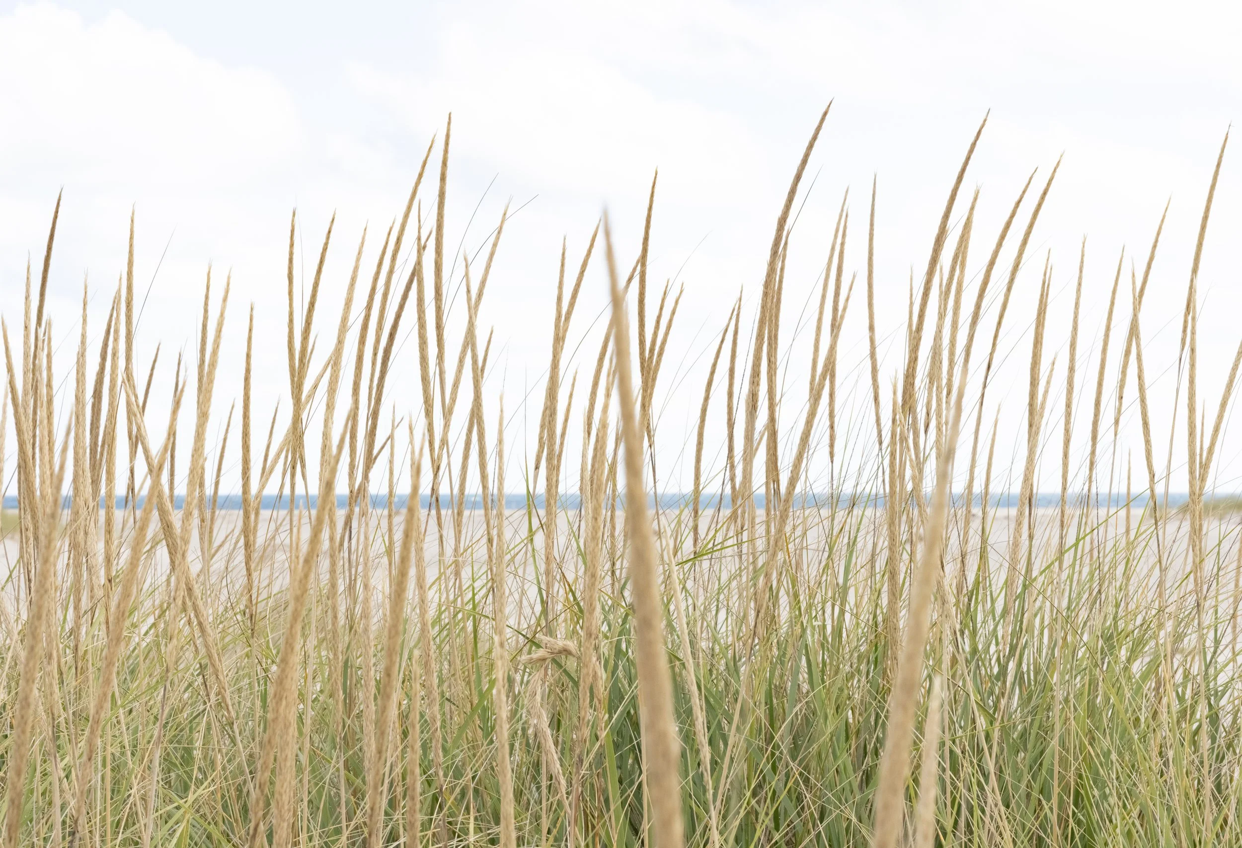 Through the Reeds