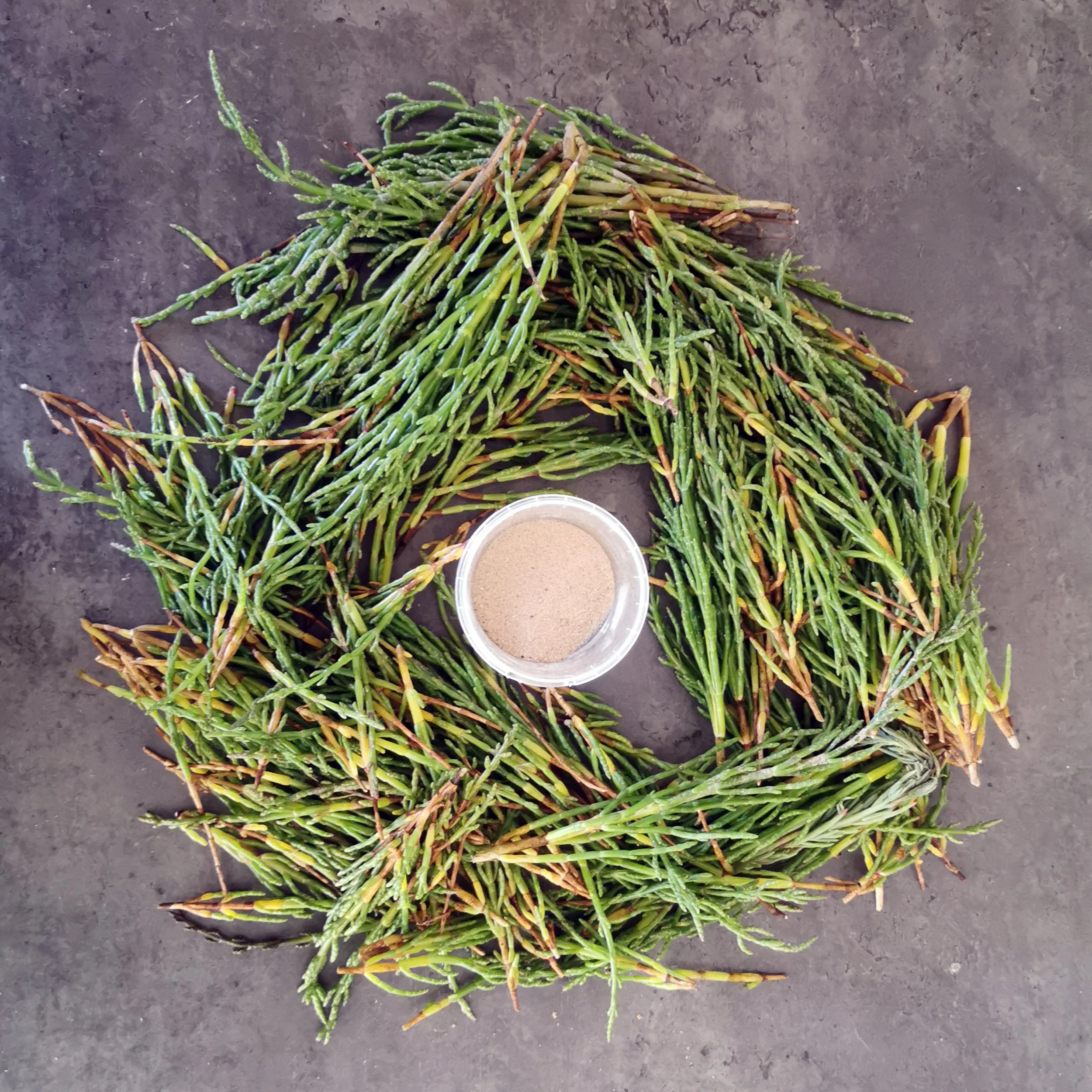 Samphire.jpg