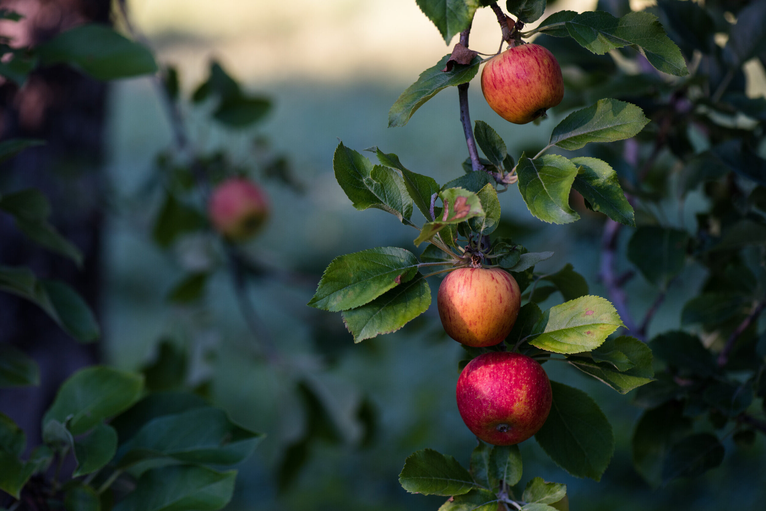 apple orchard wallpaper