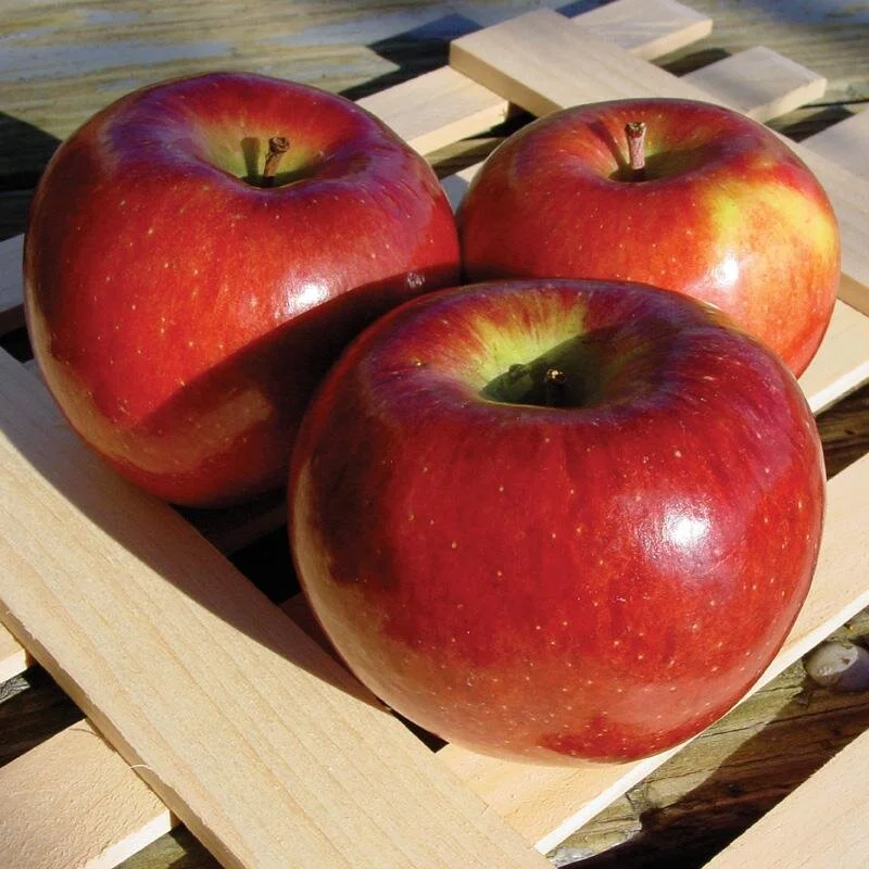 Fameuse/Snow Apple — Scott Farm Orchard