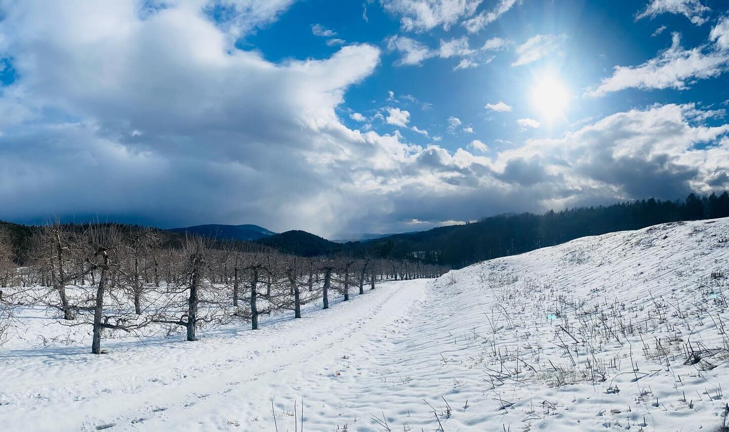 We have not been posting much: it&rsquo;s this time of year when we focus more attention inward, following the trees&rsquo; lead. For us, humans at Scott Farm, it means more quiet time and self care, applied and dedicated work of pruning, planning, o