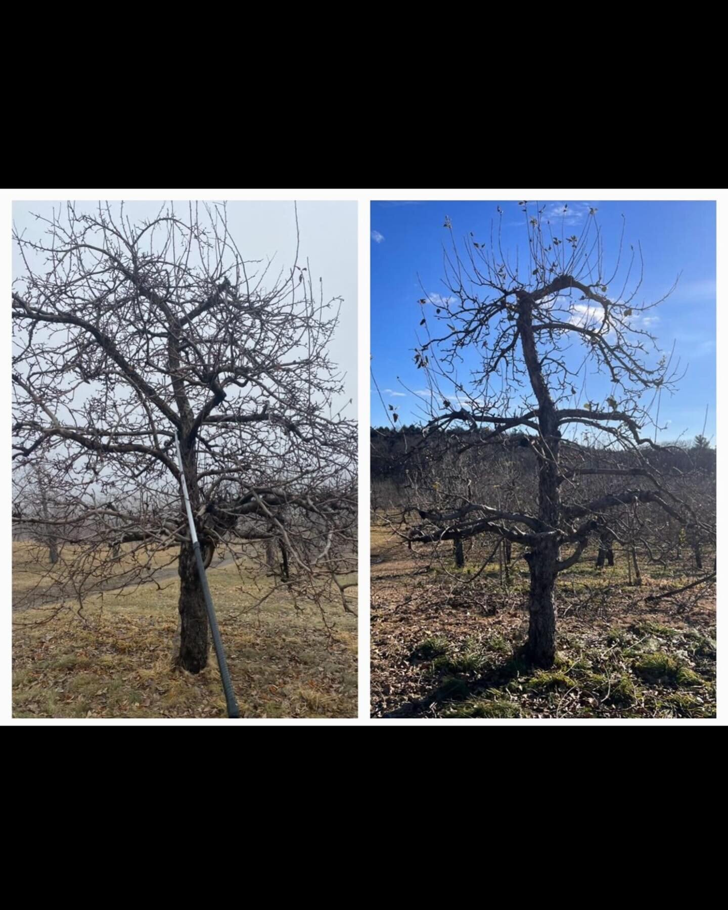 Seasons are changing! Here&rsquo;s an end-of-winter reflection written in our March newsletter, from our Orchardist Erin @pomonaspippin 
&bull;
&bull;
&bull;

As a tradition, I start each pruning season by listening to the timeless Harper Lee story &