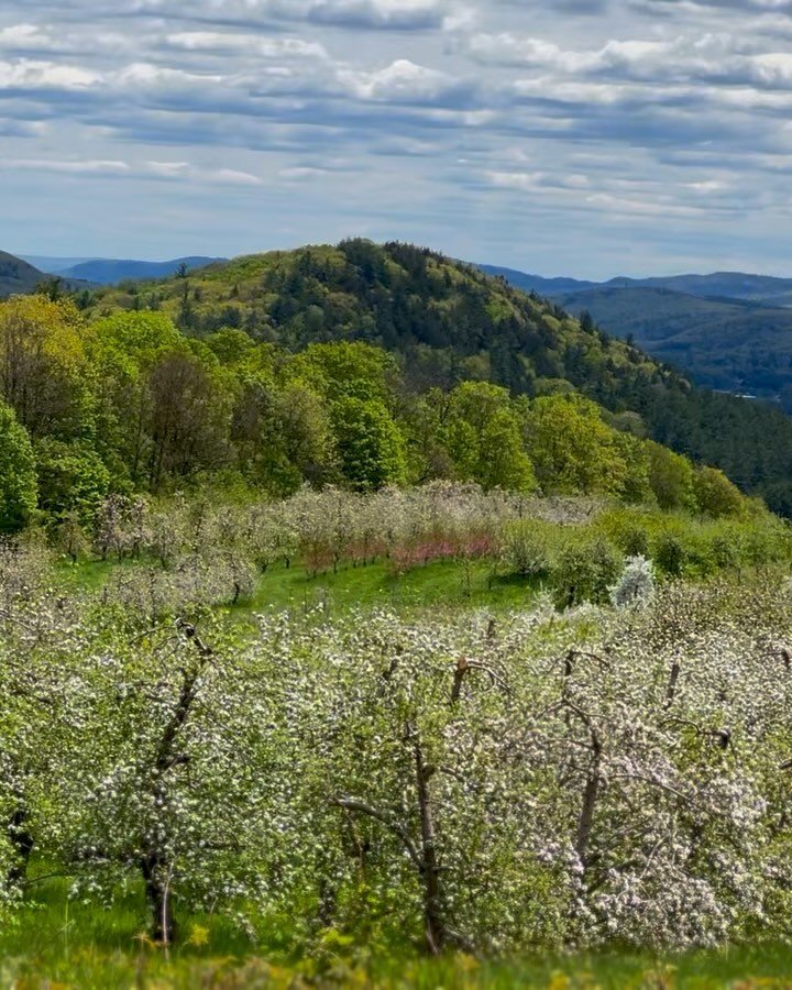 🌸Full bloom is upon us🌸
 
 
#bloom #magnificent #vermont #orchard
