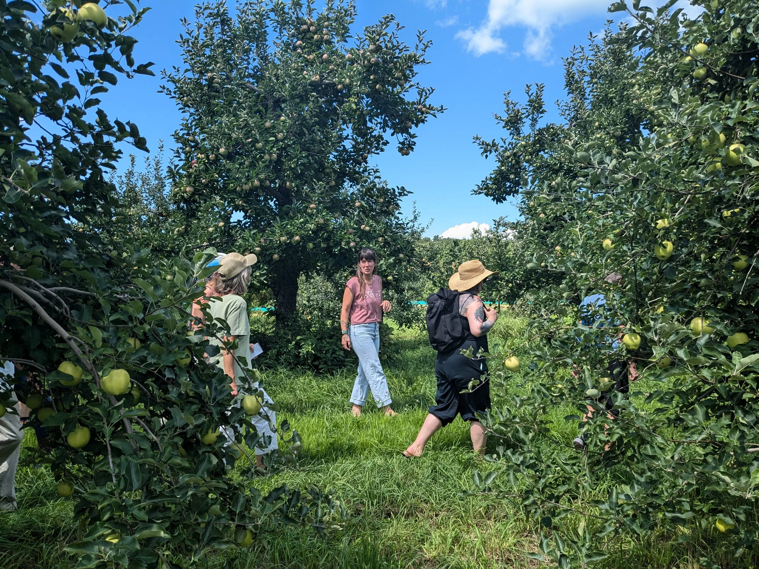Guided Orchard Walk