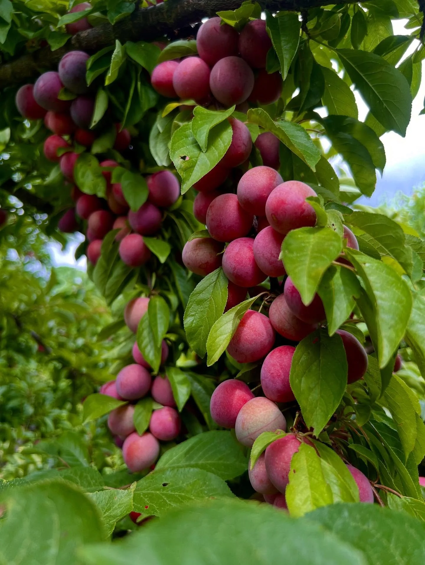 It&rsquo;s been a real treat to open our market earlier than ever this season! We get to stretch our legs and pace ourselves with you into the bustle, a luxurious entry into what will be another spectacular season~bursting with your favorite fruits. 