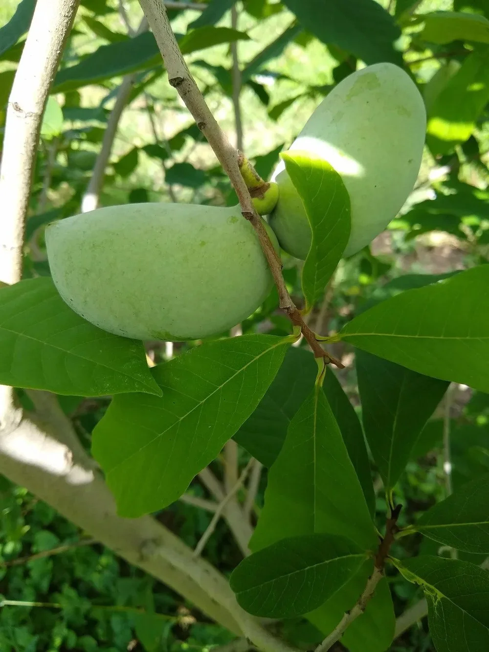 Pawpaw Workshop
