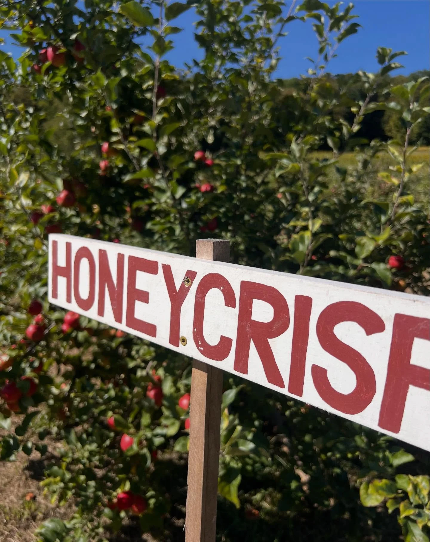 🚨📣Pick Your Own is OPEN📣🚨

We have another beautiful crop of apples for you in our PYO blocks this year! 

Varieties ready for picking are-
🍎Honeycrisp
🍏McIntosh 
🍎Gala 

PYO is open with @scottfarmmarket hours
~10am-6pm
~7 days a week

See yo