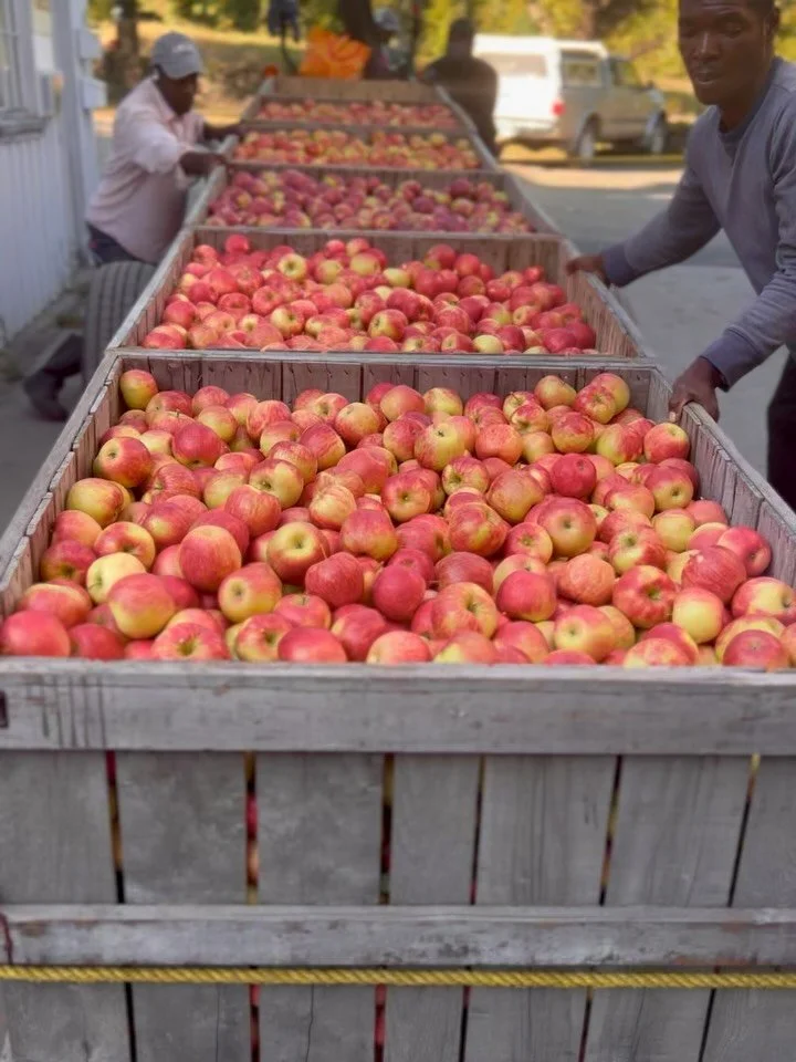 Apples are really coming in steady now~the season has ramped up into full gear. These beautiful treasures have come such a long way to make it to this phase and it&rsquo;s always a huge sigh of relief to see them coming down the orchard road, safely 