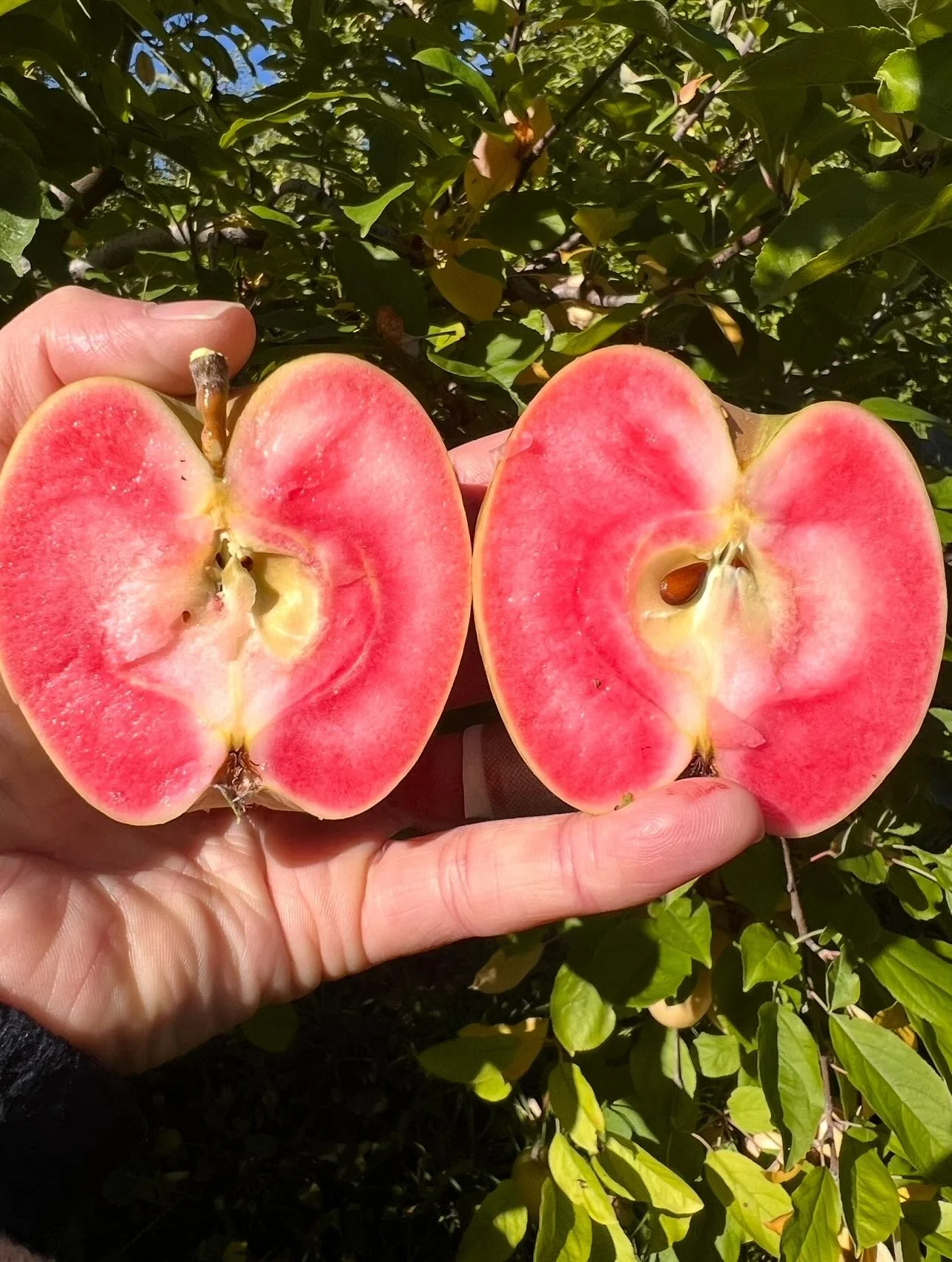 Guess who&rsquo;s back! Our sweet~strawberry flavored celebrity apple the illustrious Mountain Rose, aka Hidden Rose aka Airlie&rsquo;s Red Flesh 🌹 
Sweet and juicy, lemonade and summer strawberry, the Rose that truly tastes as gorgeous as it looks 
