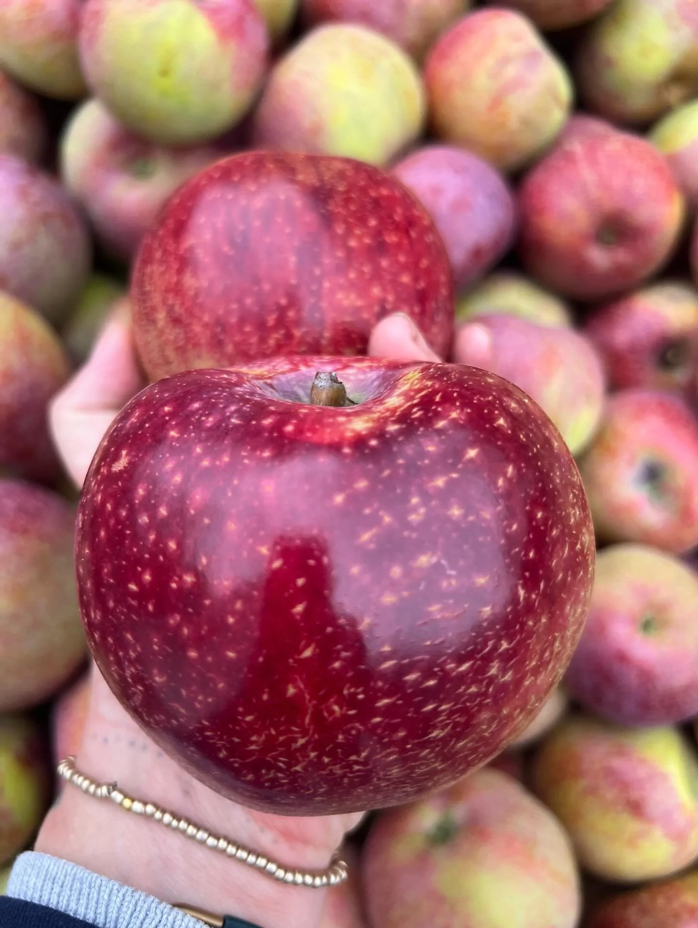 We know you all love the flashy Mountain Rose, (we do too!) but it felt only right to also pause and acknowledge some of the many other stunning and unique beauties we grow here. 

1- Blue Pearmain 
2-Scott&rsquo;s Winter
3-Ashmead&rsquo;s Kernel 
4-