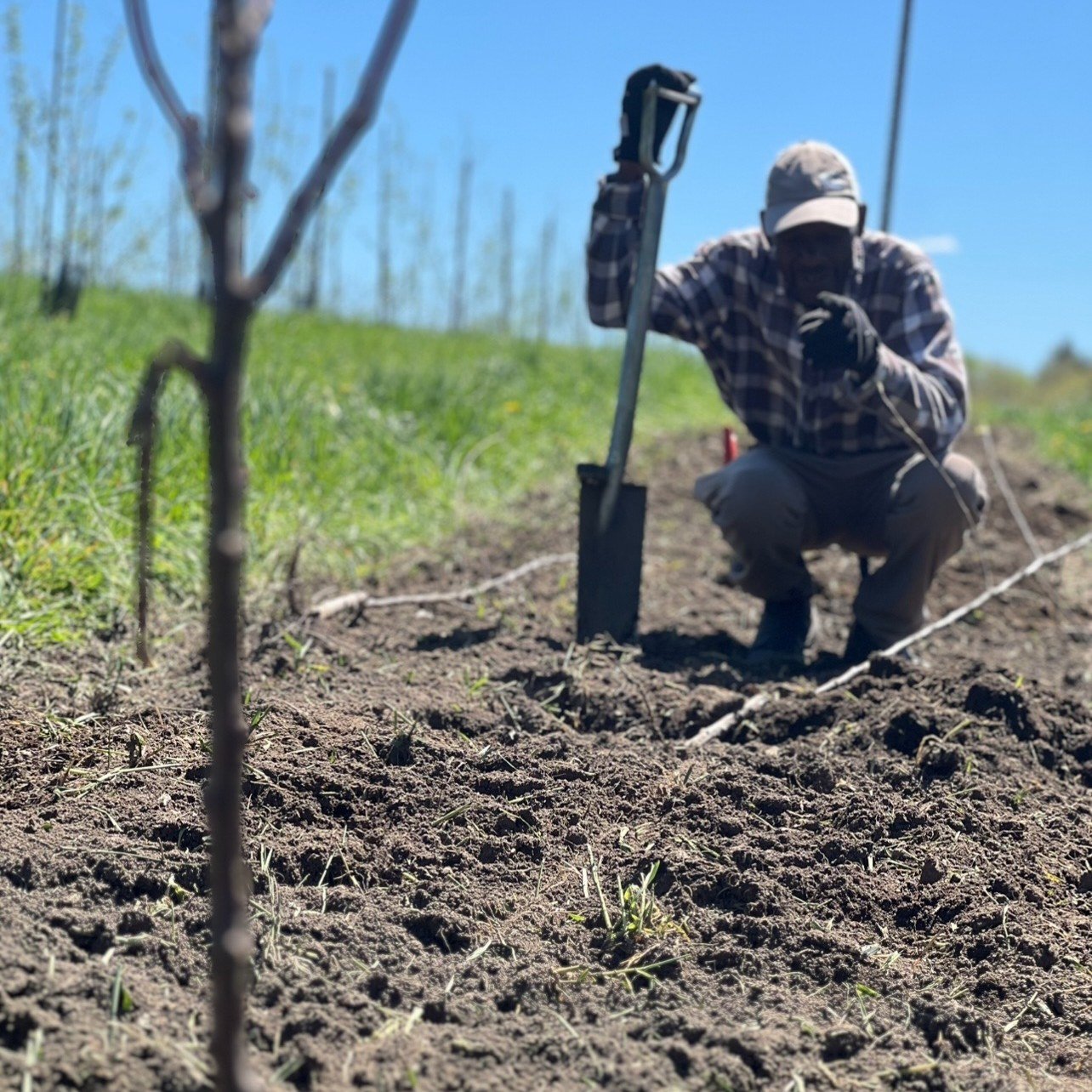 Daydreaming of Spring? Beneath that fresh blanket of snow could be the plot for your very own backyard orchard.

The Annual Scott Farm Spring Tree &amp; Perennial Sale is underway. 

This year we are offering over 40 varieties of apple, pear, peach, 