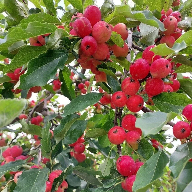 The snow is melting! Spring is coming! If the emergence of the ground under your backyard snow pile has you hungering for fruit, now's the time to start your own backyard orchard. Our annual Tree Sale is going on now and can get you started. Just pur