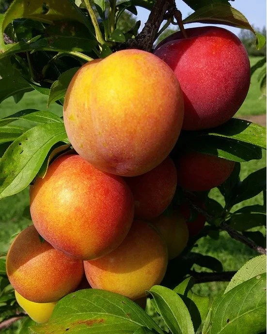 Can you feel the life returning to the land? Spring is officially here, and we're just over a month away from our Annual Tree Sale. Start your own little orchard now and be on your way to growing your own delicious fruit. Just select your trees on ou