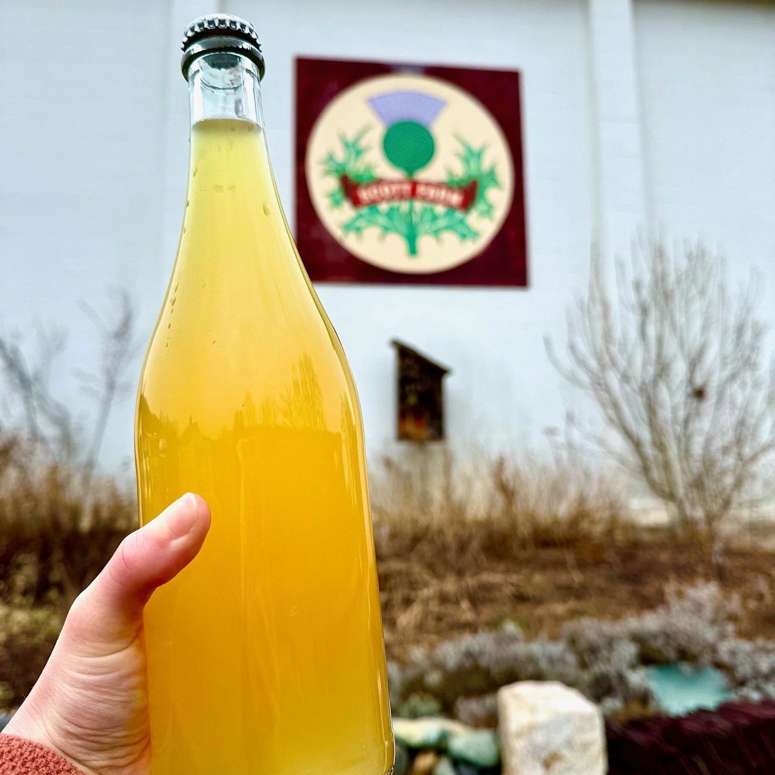 What a color on this newly bottled hard cider! 

Calville Blanc d'Hiver. Single varietal. 2025 Harvest.

We are going to let it age for another few months and the lucky ones will get to taste it then. Will it have some citrusy notes to match the colo