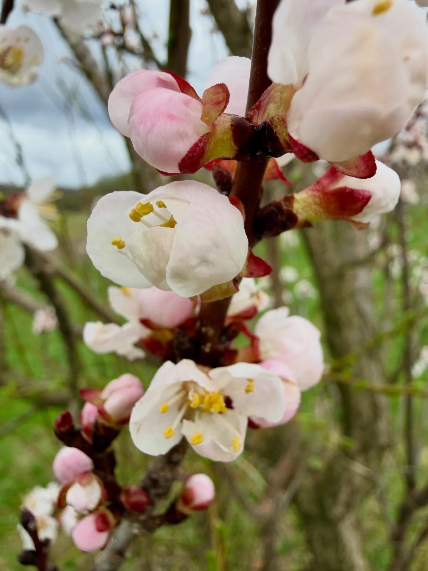 It is a tender time of year and our darling apricots are bursting out of that gate with this warmth we&rsquo;ve had. 

So here is our yearly plea to keep these sweet and eager early bloomers in your warm thoughts! 

Go little apricots go 🌸

#apricot