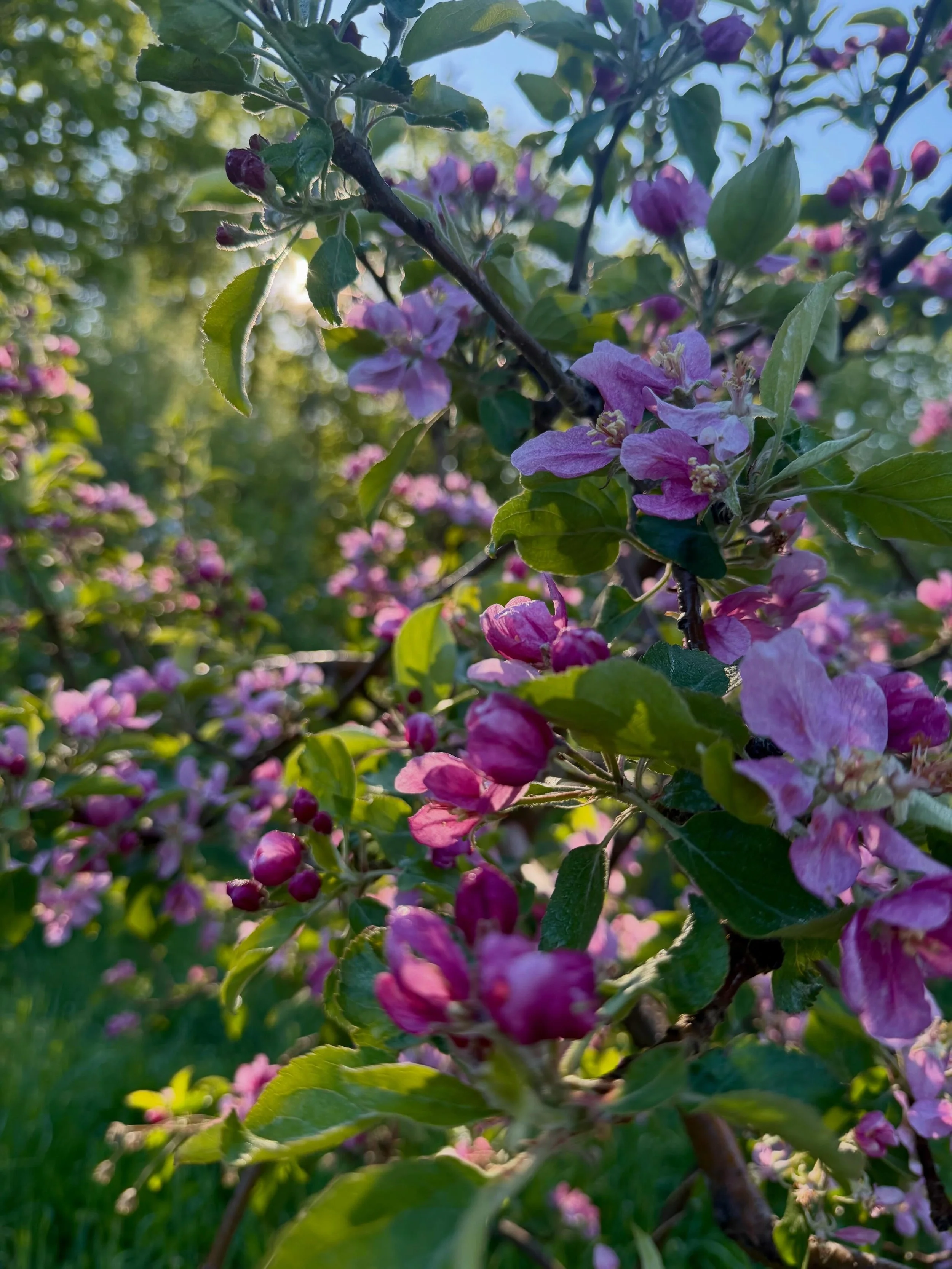 Bloom is a glorious and magical time in the orchard.

 🌸 Happy Spring 🌸

#bloom #orchard #spring #beauty #vermont