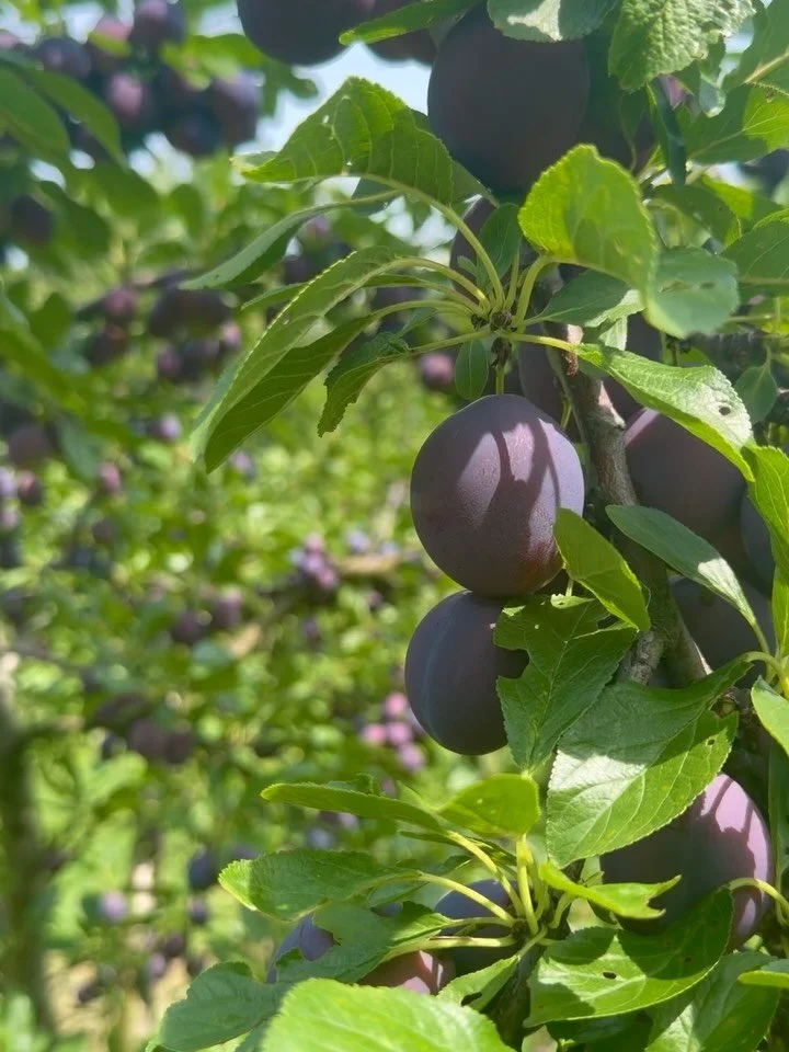 &bull; Plenty: A full or sufficient supply
&bull; Profusion: An impressive, flowing quantity
&bull; Bounty: A generous, giving supply
&bull; Plethora: An excess or very large amount
&bull; Copiousness: A rich and large measure
&bull; Affluence: Wealt