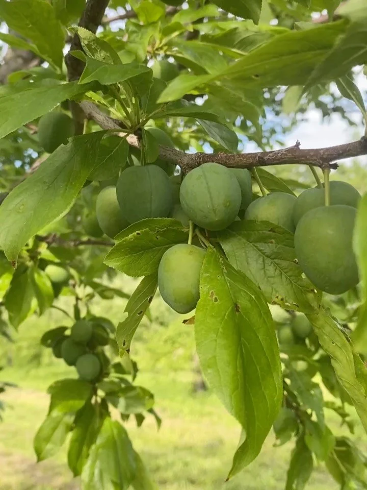 Plums are abundant this year!! Elephant Heart in the first video, Mirabelles in the second. A few more weeks and, if all goes well, we will be delighting our community with those delicious beauties :)
#plums #vermontplums #mirabelles #elephantheartpl