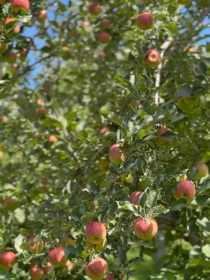 🍎🍏 Are you ready? 🍏🍎

#appleseason #scottfarm #vermont #orchard