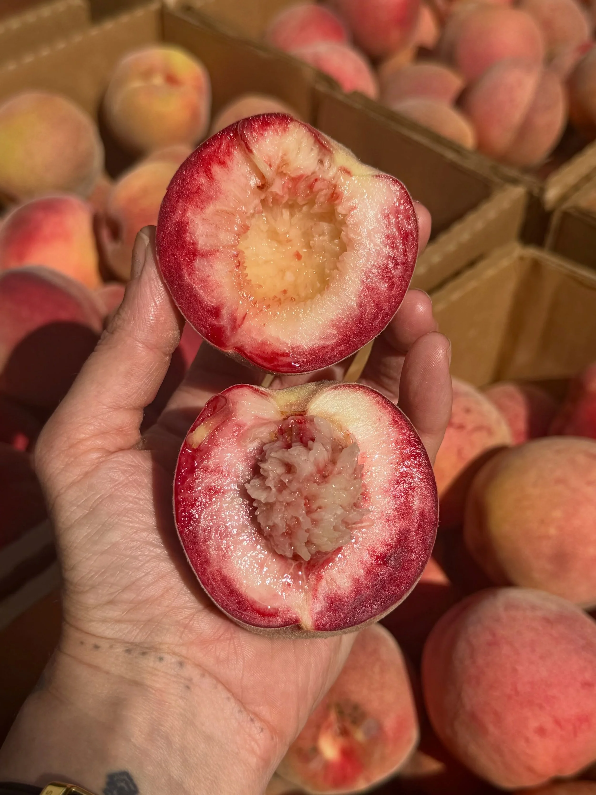 ❣️One of our red-fleshed showstoppers has arrived❣️

The gorgeous Blood Peach~ ruby streaked flesh, sweet and floral with a distinctive berry flavor. 

Excellent fresh, baked, canned and even pickled. 

Our final peach variety of the season, wraps it