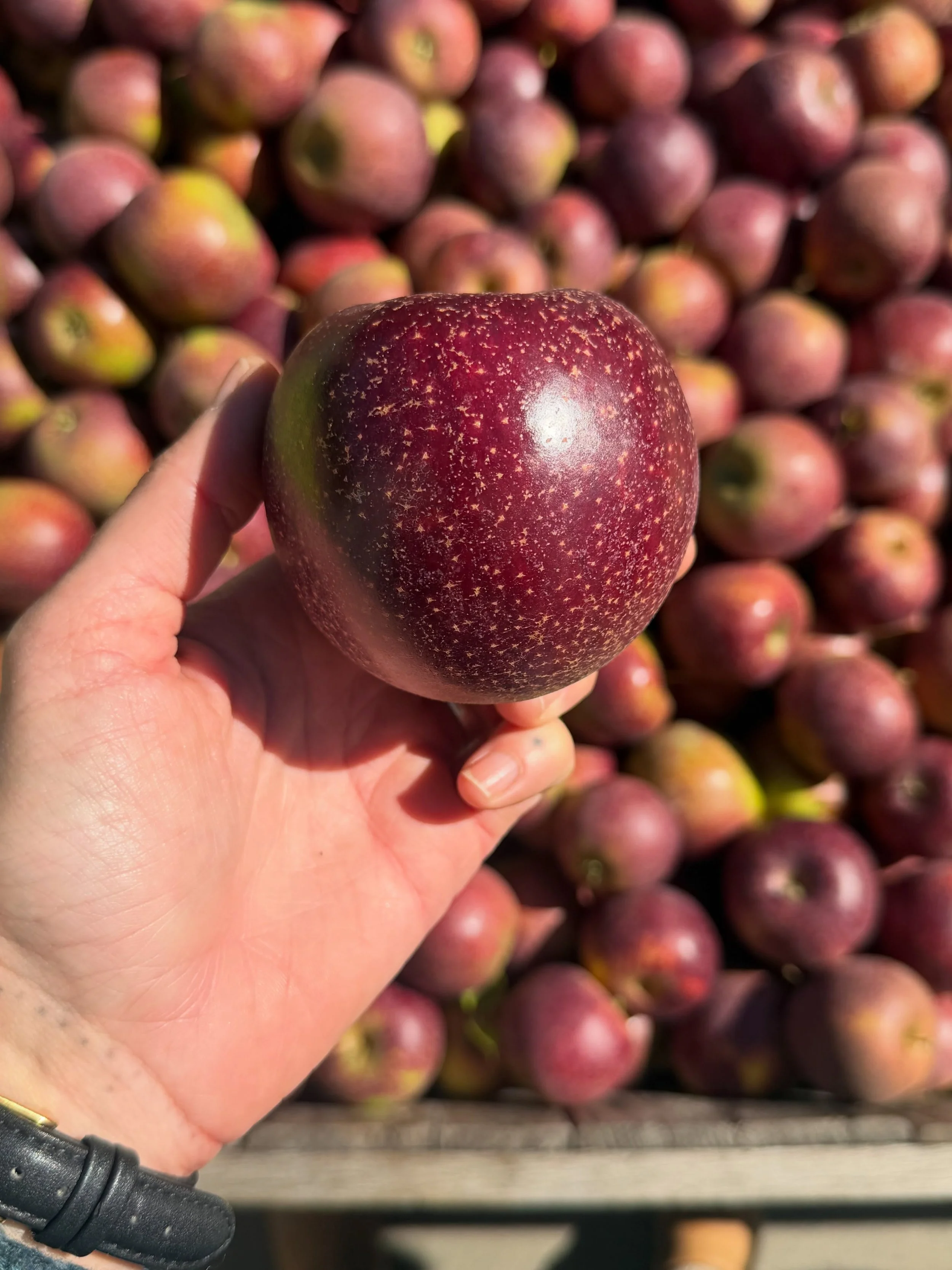 The apple rainbow is really rolling in&hellip; which one&rsquo;s your favorite?🌈

&bull;Black Oxford
&bull;Sheep&rsquo;s Nose
&bull;Blue Pearmain 
&bull;Scott&rsquo;s Winter 
&bull;Nodhead
&bull;Cornish Gilliflower
&bull;Bramley&rsquo;s Seedling 
&b