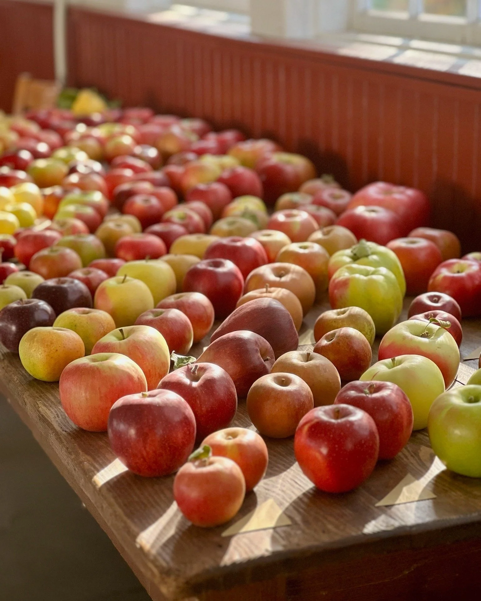 🍎 It's almost here...Heirloom Apple Day 2026, this Sunday 10am-5pm at the farm 🍏

Can you taste it?

#scottfarmorchard #heirloomapples #tastetheview #vermontapples