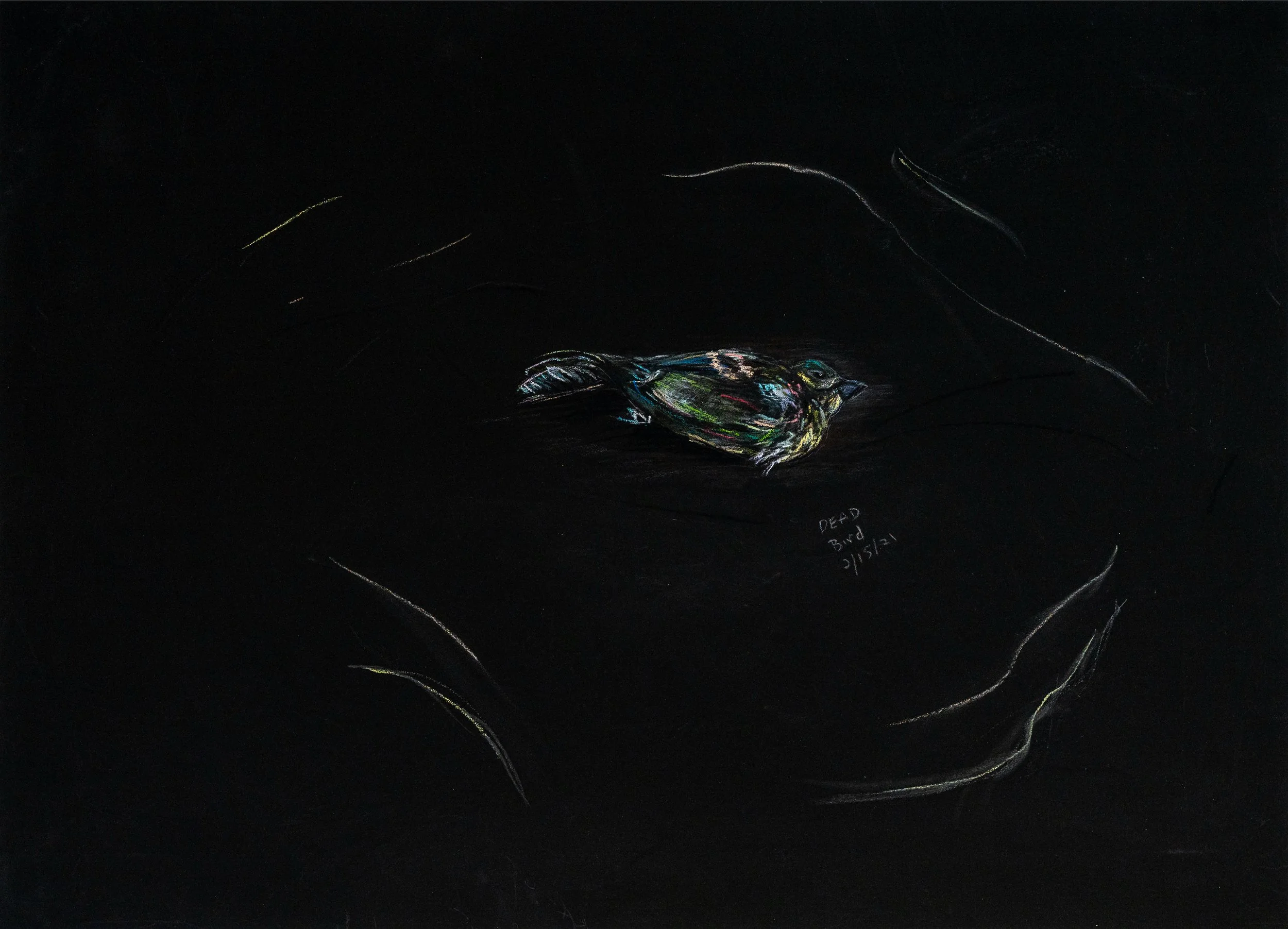 Dead Bird "Black" | Pastels & Charcoals | 19.5" 27.5" | 2025