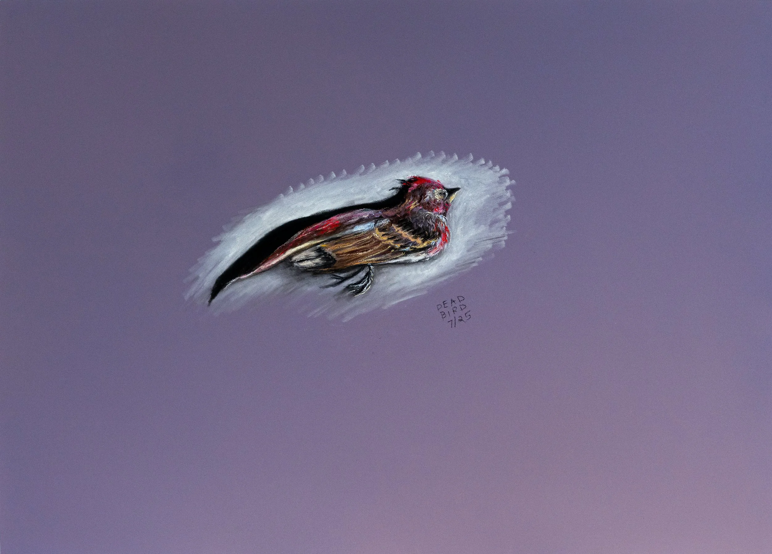 Dead Bird "Finch" | Pastels & Charcoals | 19.5" x 27.5" | 2025