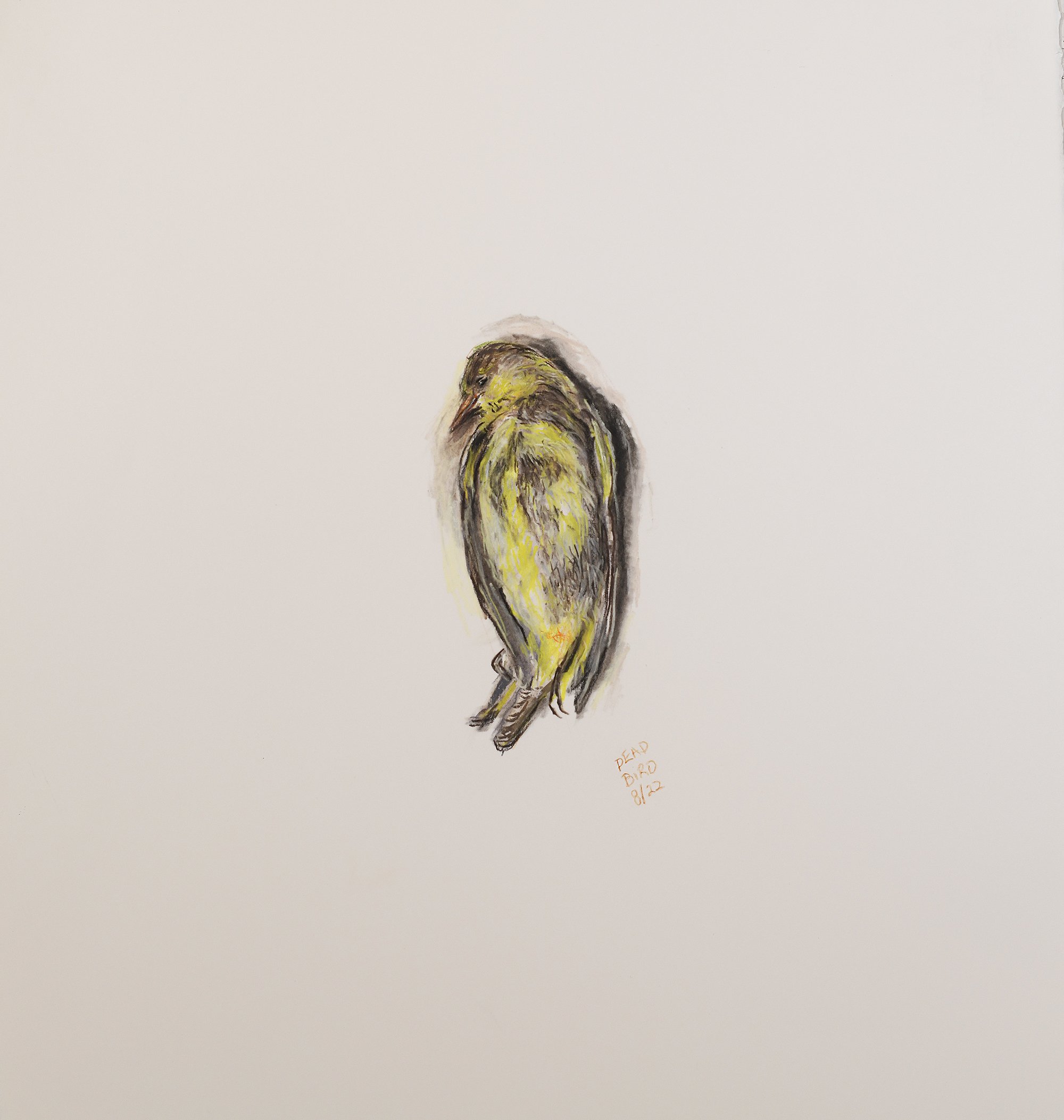 Dead Bird XII | Pastel and Charcoal on Paper | 22" x 20" | 2022