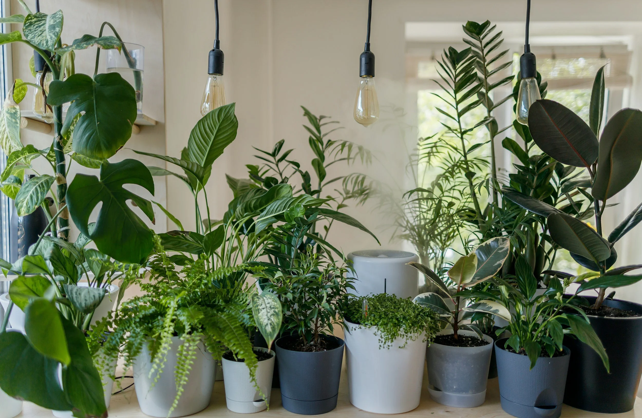 Plant Swap