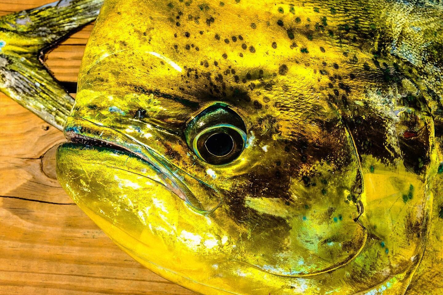 Always amazed by the beauty of these fish #mahi #dolphin #offshore #saltwater #fishing #bluewater #gulfstream #obx #outerbanks #fish #photography #catchoftheday