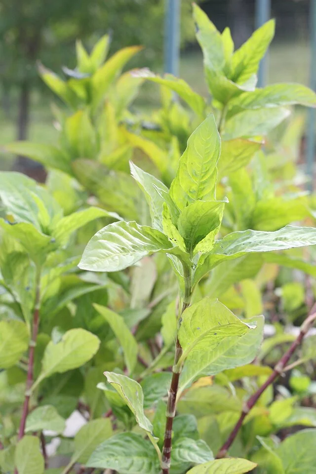 fresh-leaf-indigo_natural-dyeing_4-1.jpeg
