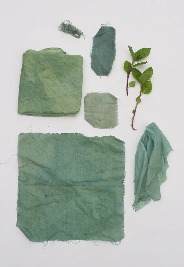 fresh-leaf-indigo_natural-dyeing.jpeg