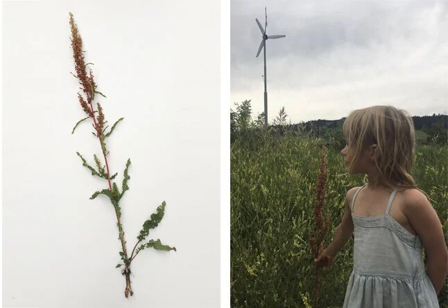 dyeing-with-dock-rumex_1-1.jpeg