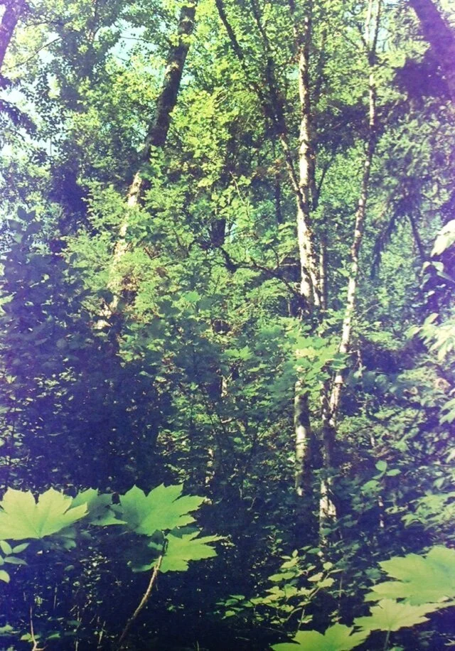 deep-forest.jpeg