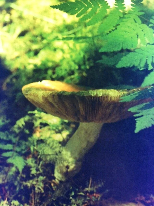 mushroom.jpeg