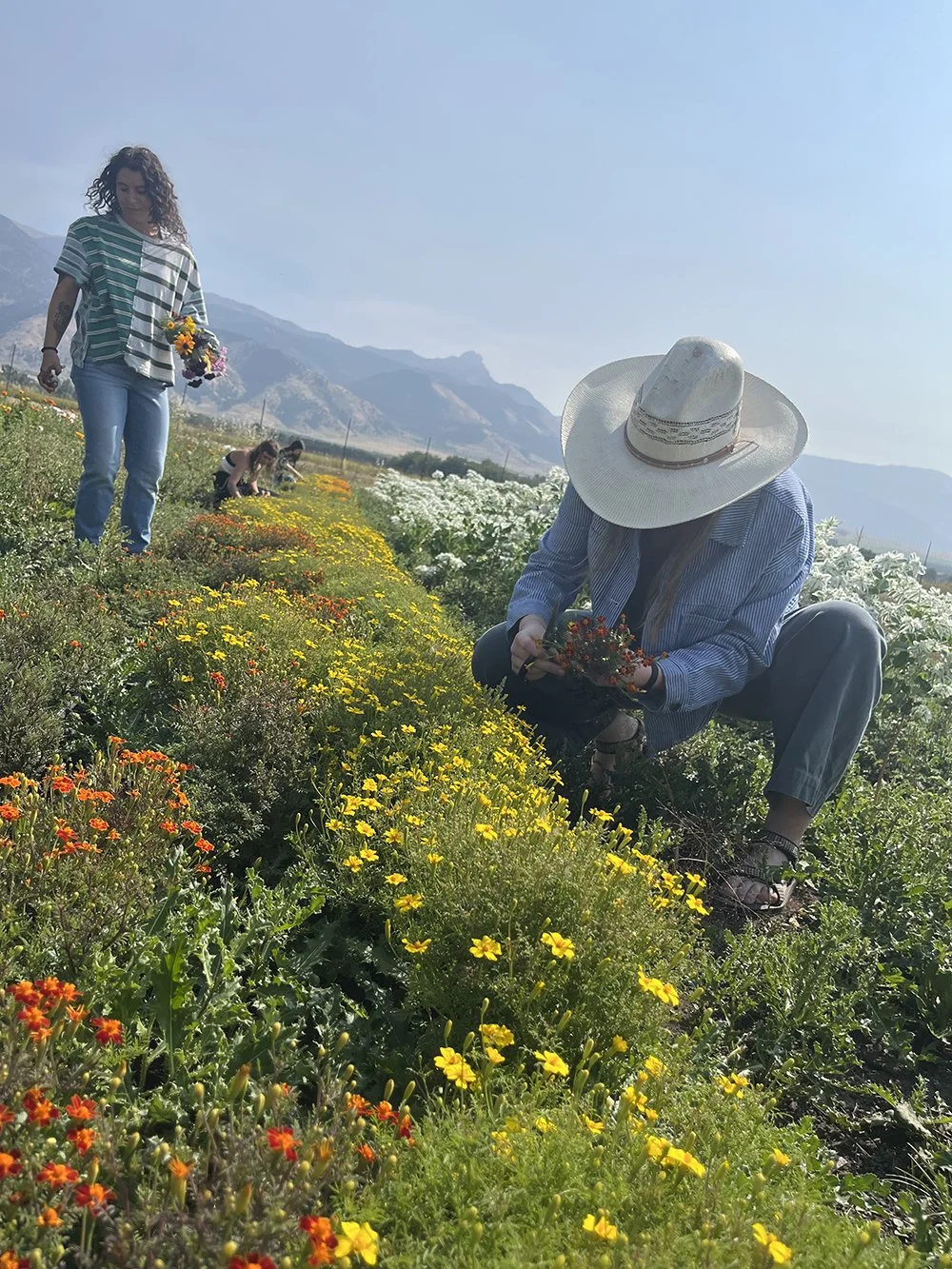 Local Color — A Natural Dye and Permaculture Course (April-October 2026)