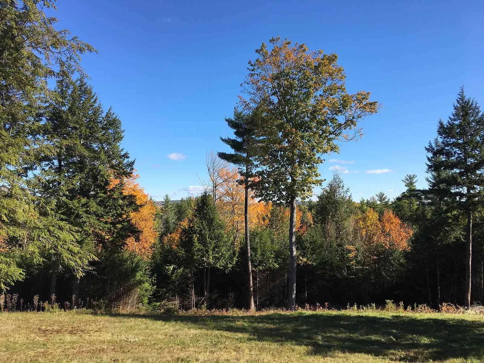 Land for Sale — Woodbury Bluff