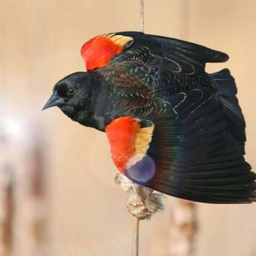 Today's collective update is from the birdie dream team of Red Winged Blackbird (RWB), Cardinal, Starling, &amp; Crow. The birds are portal openers. They usher in angelic energies and open the doorways in nature that keep things flowing. RWB is creat