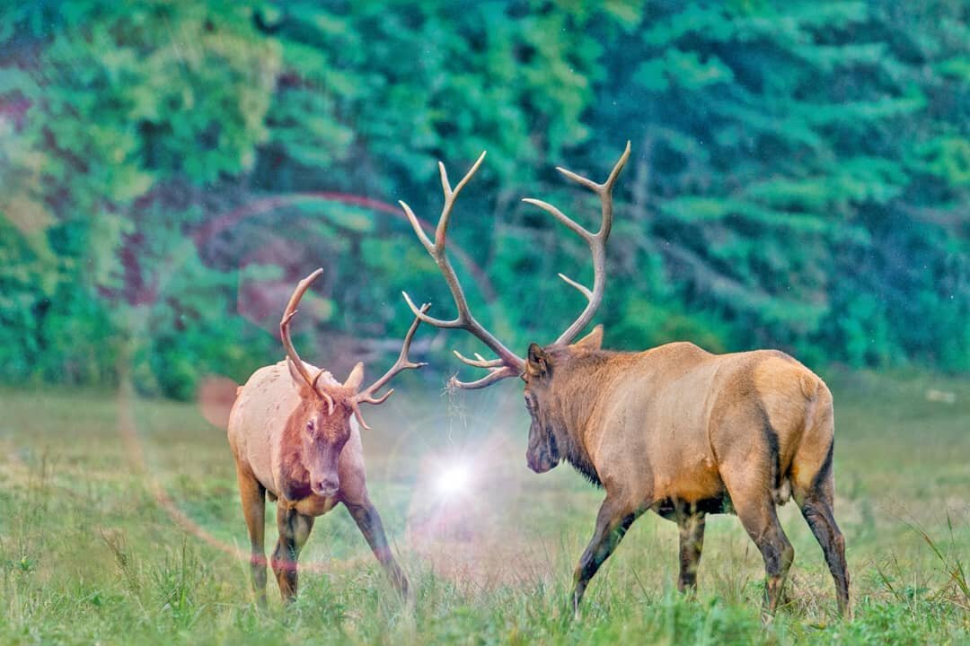 Message from Elk

No challenge is too great for a curious spirit. 

The difference between an obstacle &amp; a challenge lies in how much curiosity you have about your abilities. 🦌

Too fast? How much flexibility &amp; radical acceptance can you mus