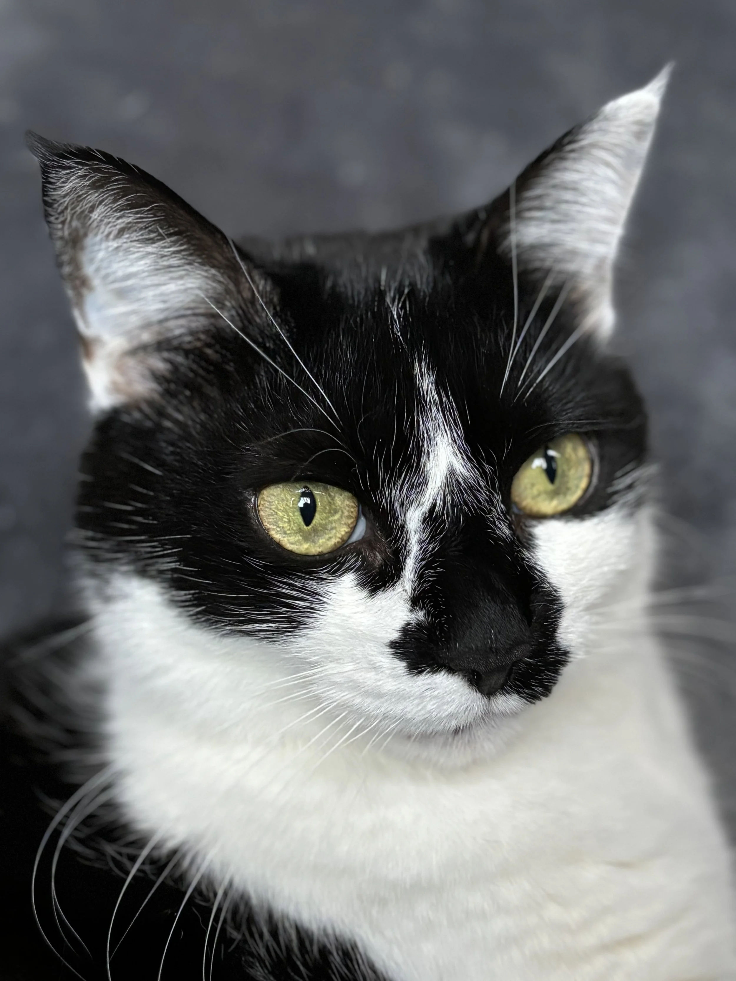 Close-up of a black and white cat with yellow-green eyes who was an animal communication client with Rowan of @elderbeingsintuition, old name lyranwitch.