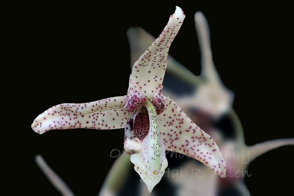 Stanhopea florida