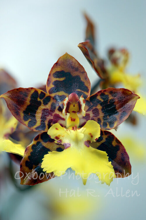 Ondontocidium sunlight "pesky panther"