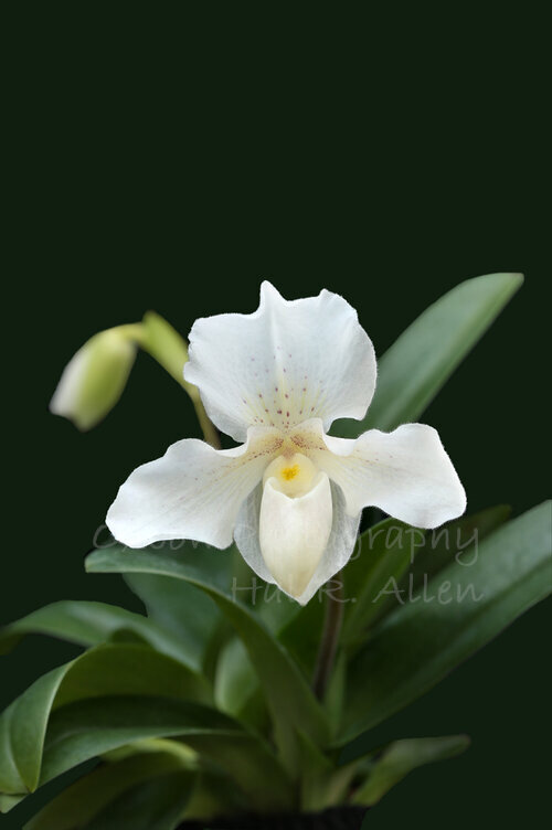 Paphiopedilum  astarte