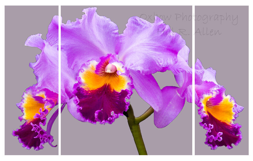 Cattleya