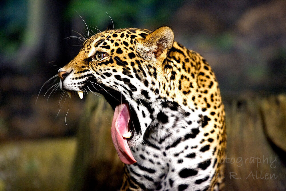 Yawning Leopard