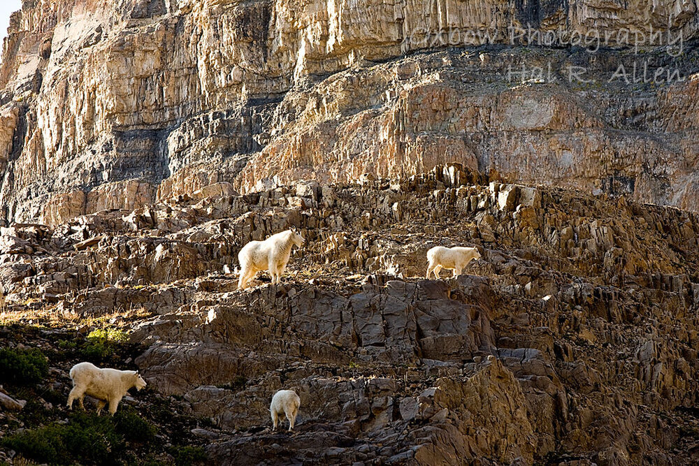 Utah Mountain Goats