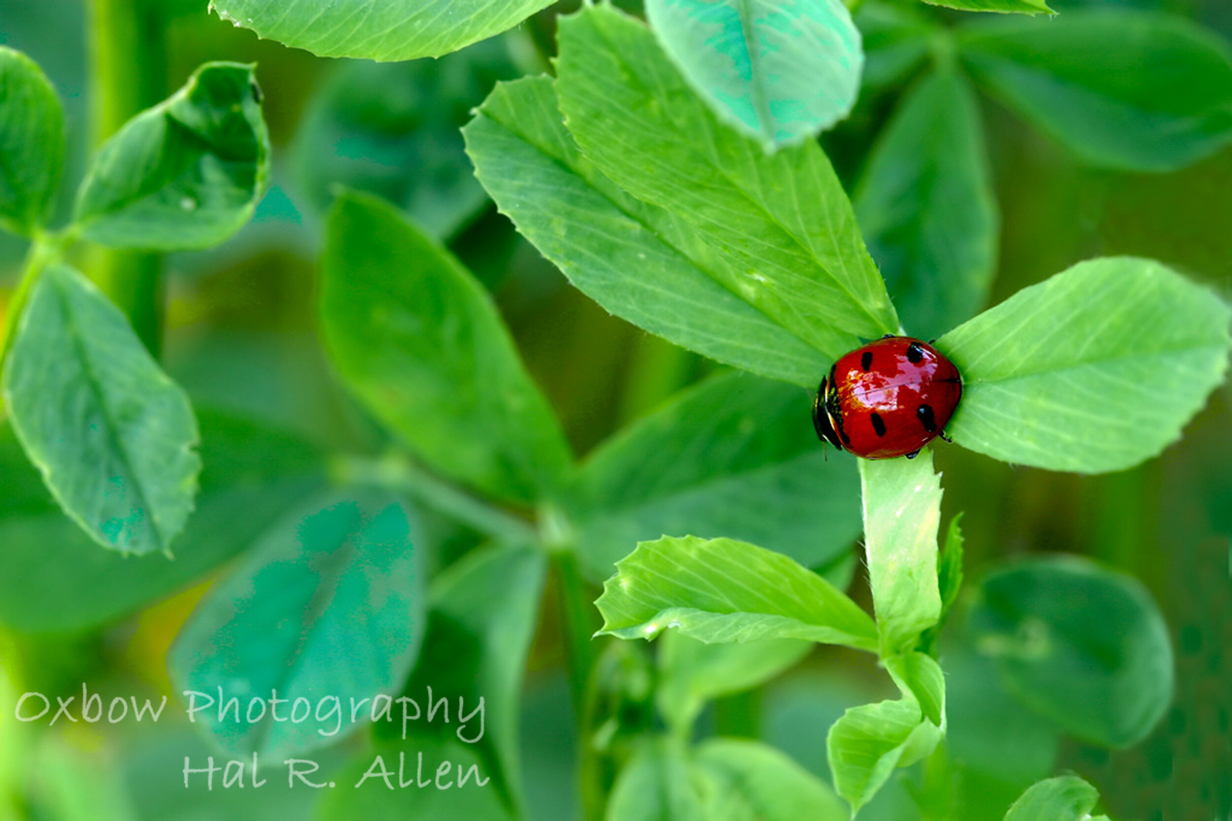 Ladybug on Clover