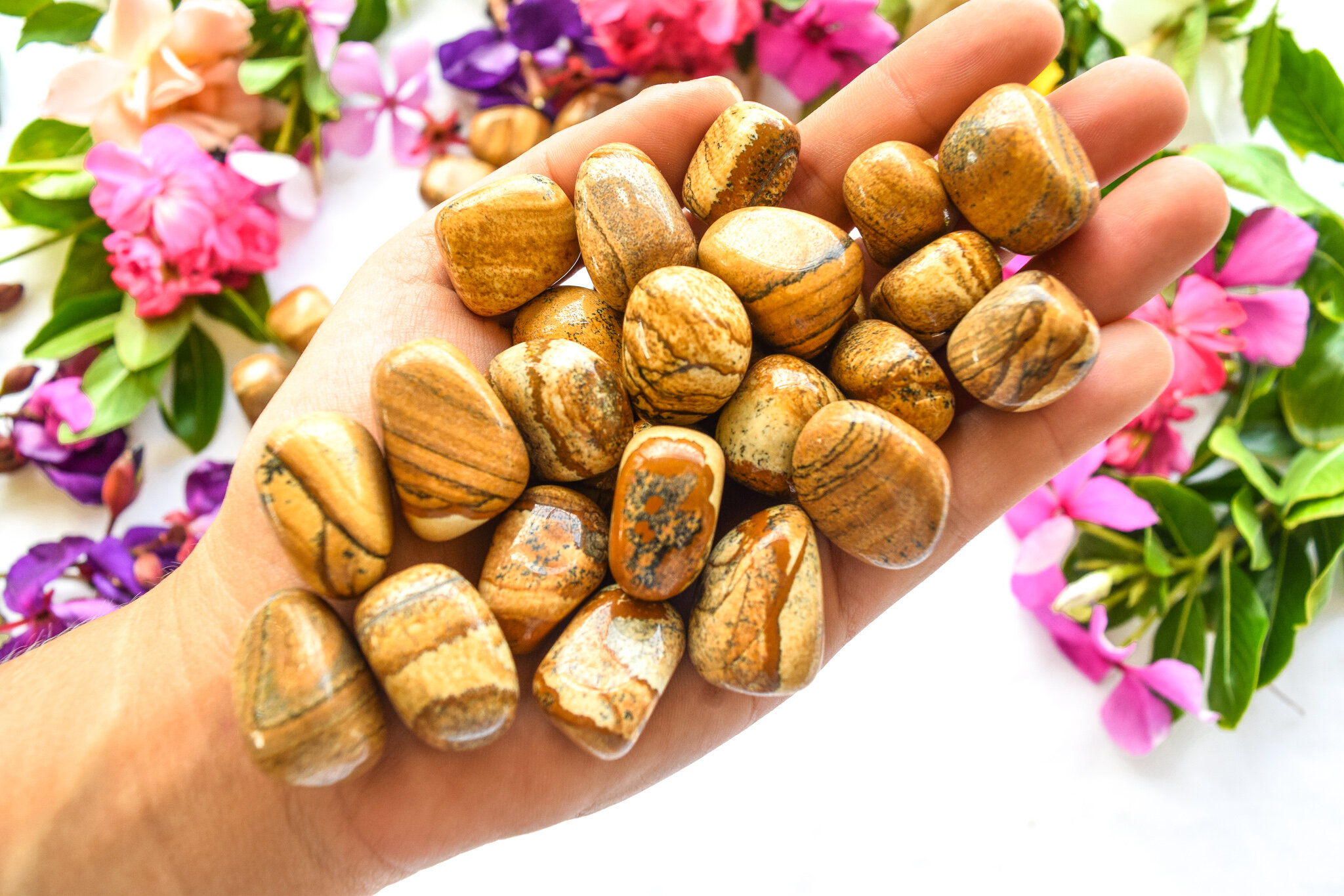 Picture Jasper (5).jpg